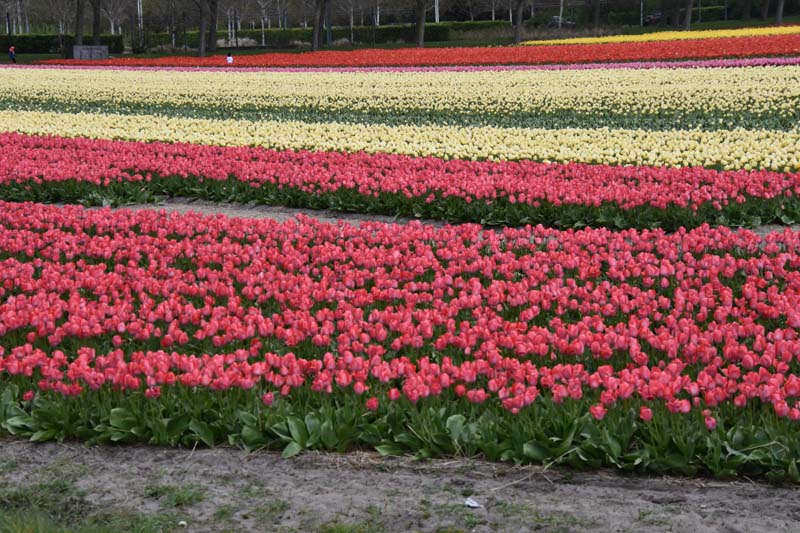 19-04-17_Holl_0385_GA2_8663